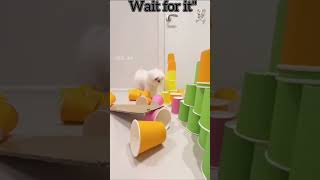 "Who Wins? The Smart Dog Challenge! 😂"#shortsfeed #puppies #dogshorts