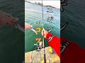 エギングのコツ③春イカ釣りたい人は試してみてね! #釣り #fishing #エギング