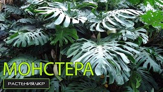 Монстера полив в домашних условиях ? / Monstera watering at home?(Монстеру купить у нас на сайте - посмотрите монстера фото а так-же посадка перевалка и уход , ознакомьтесь..., 2014-09-22T12:10:40.000Z)