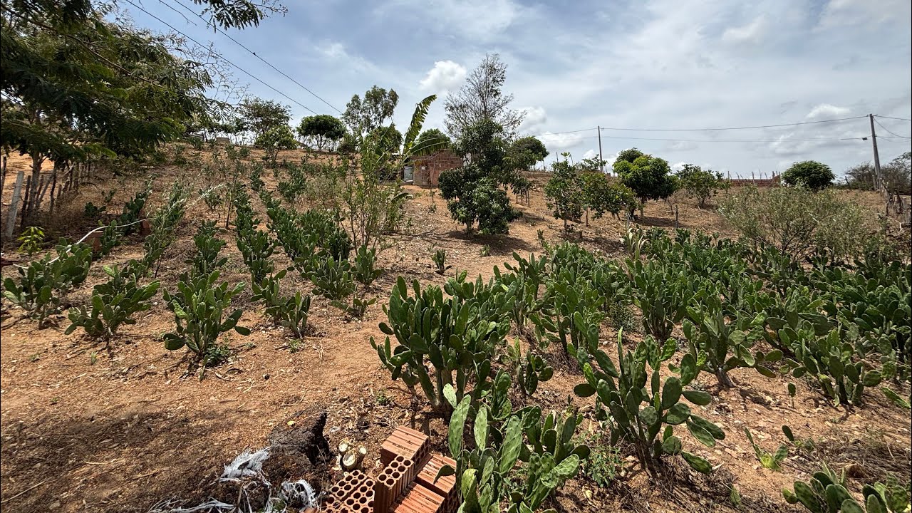 CHACRINHA COM MUITA FRUTA EM PERNAMBUCO PRA VENDER