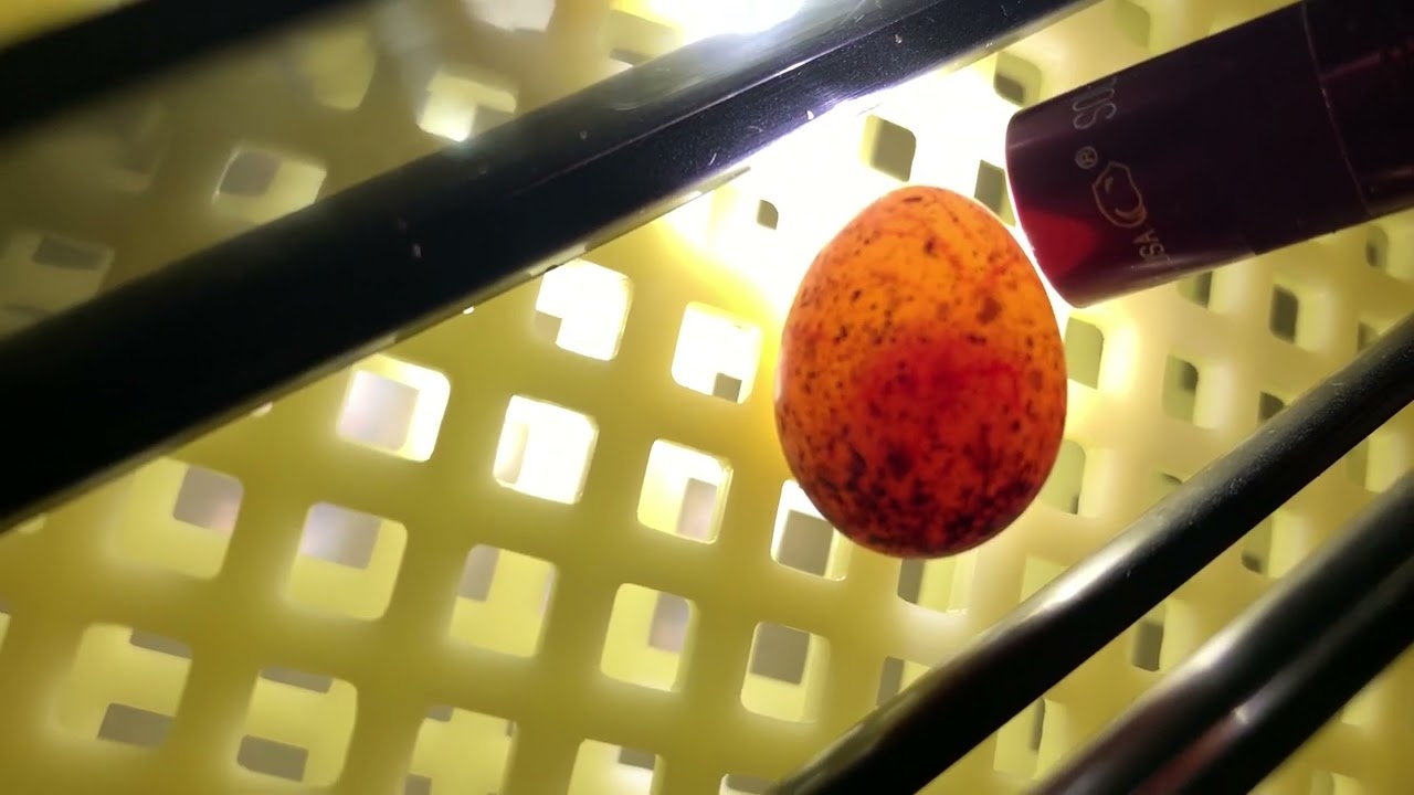 طريقة فحص بيض جميع الطيور للتاكد من انها ملقحة ام لا