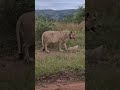 the cub wandered away but her mom was also close to rescue her. book for special moments.