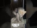 Lexy tunggu pintu rumah dibuka #music #dj #remix #cat #imut #kucinglucubandung #kucing #kucinglucu