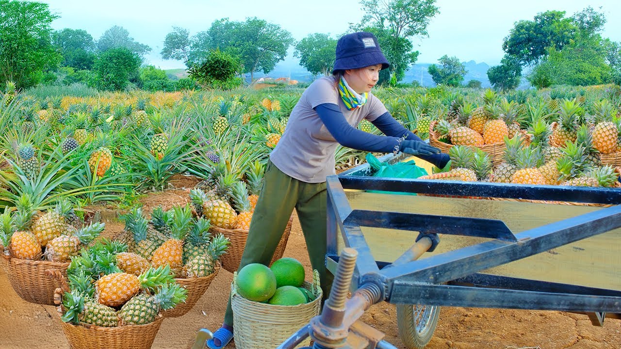 Harvest Super Sweet Honey Pineapples To Sell At The Market – Surprised ...