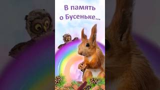 Бусенька хрустит одуванчиком! 🤤 #squirrel #youtubeshorts #remember #love