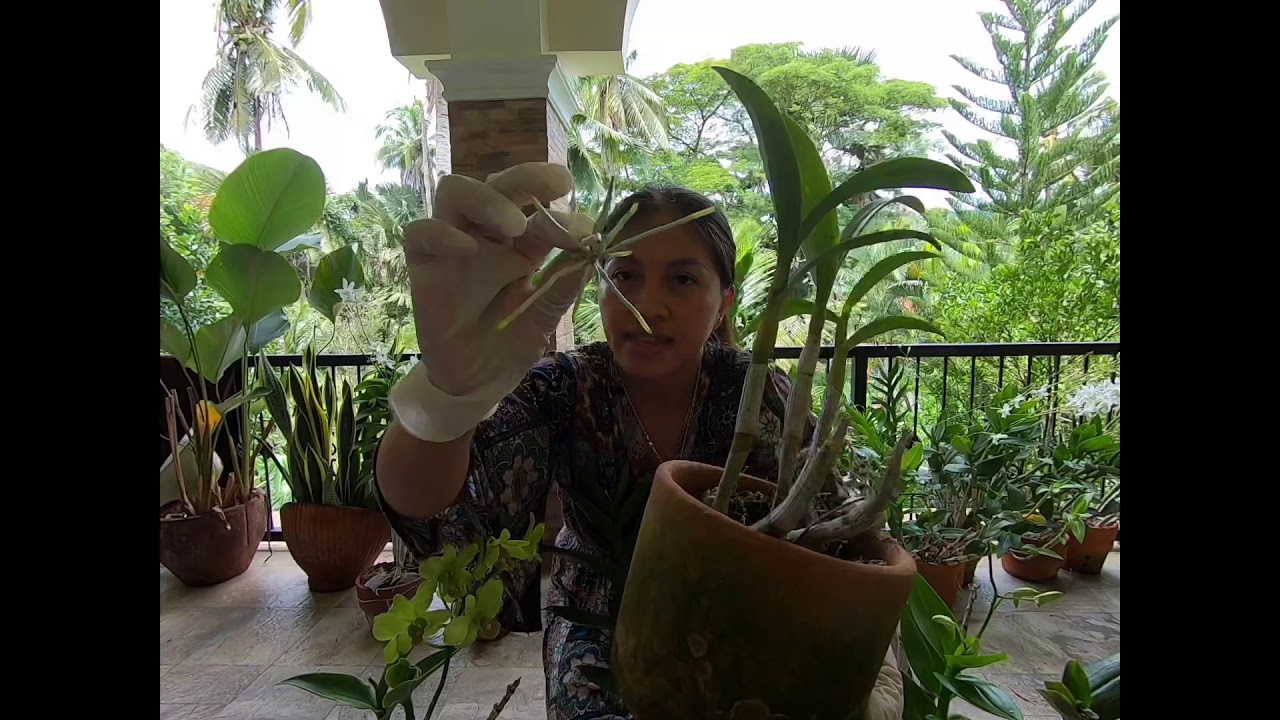 How to Remove an Orchid Keiki Guide / Dendrobium Orchids - YouTube