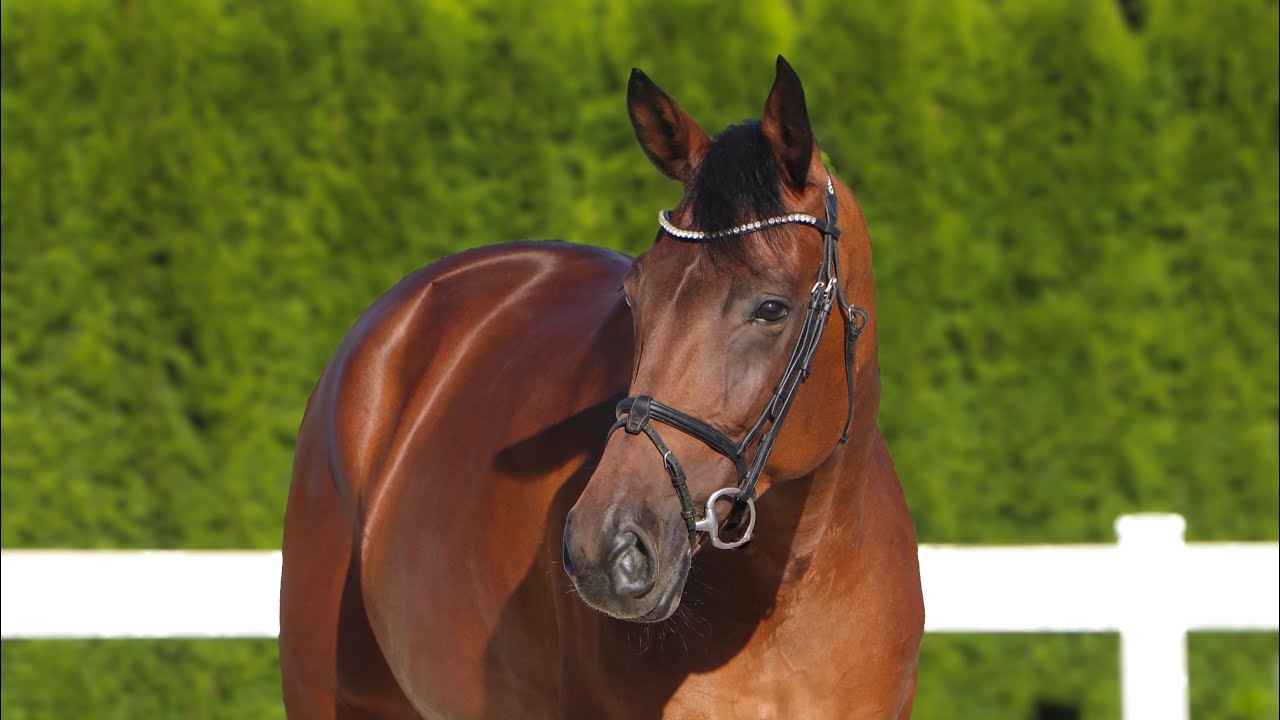 *2016 mare SOLD Allrounder, Topas (Totilas)  x Calvaren