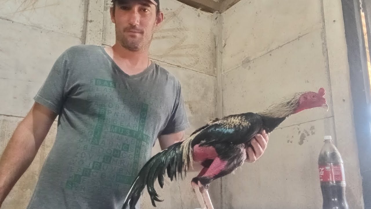 Galo exótico top dos top