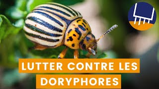 Lutter contre les doryphores et leurs larves : Méthodes naturelles pour protéger votre potager