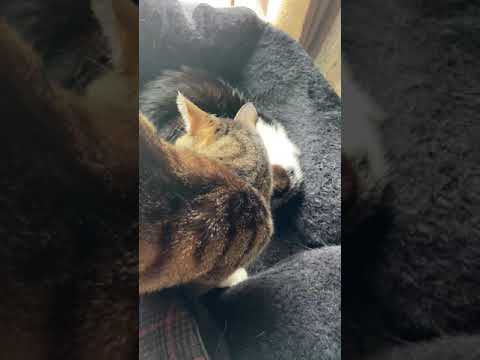 優しく入る猫 - Cats are so close - #Shorts