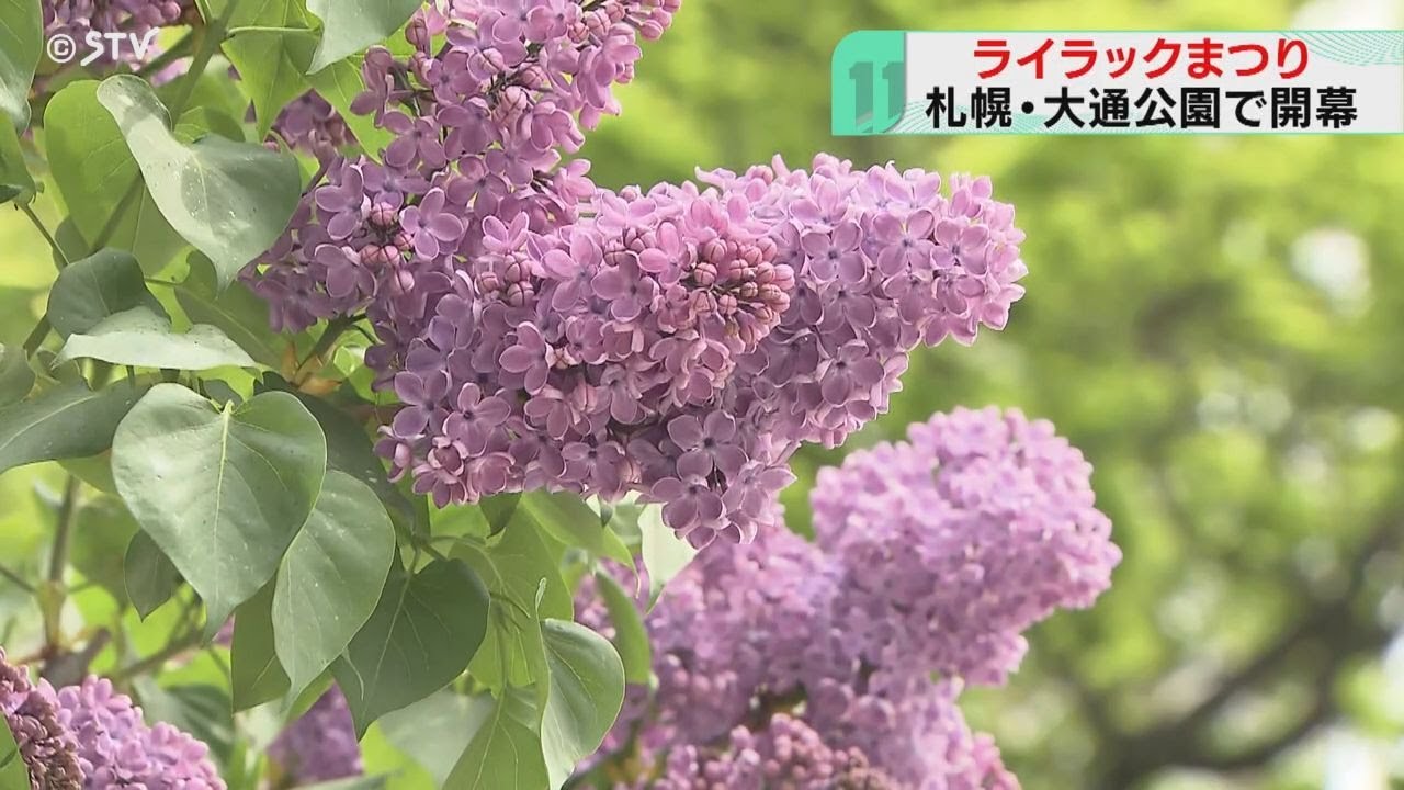 Lilac Festival Begins with Queues for Free Saplings – 67th Annual