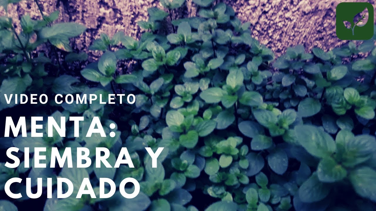 Como cuidar la planta de menta