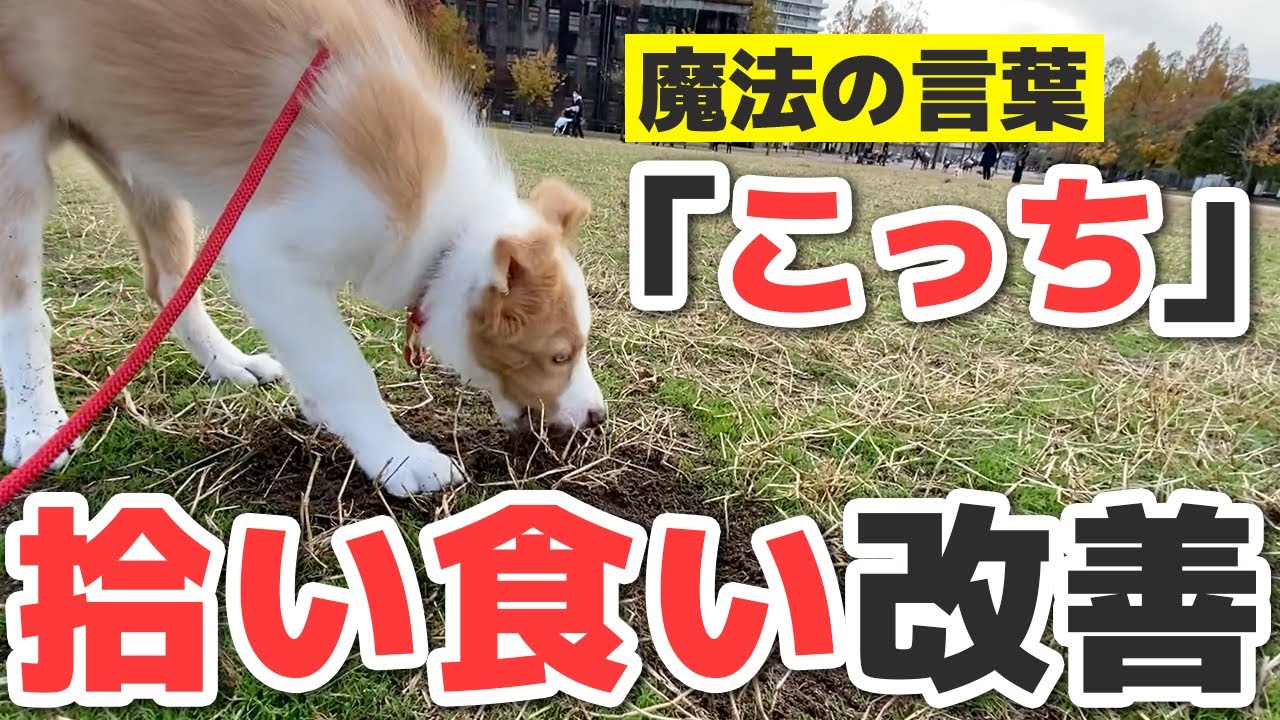 【危険】拾い食いで亡くなる犬が後を絶たない…愛犬の命を守るために今日からこれ始めてください。【犬のしつけ】