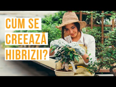 Ameliorarea plantelor - Cum se creeaza hibrizii | Viața în grădină