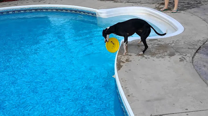 Davy Whippet Fetches a Frisbee from Swimming Pool