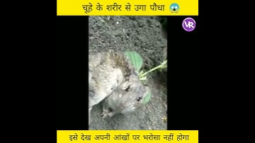 चूहे के शरीर में उगा पौधा 😱 | plant in rat