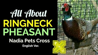 Ringneck Pheasant A-Z Information l Common Pheasant Info l Pheasant Farming Breeding Feed Sale Price