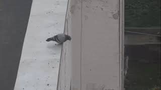 голубь прыгает с крыши