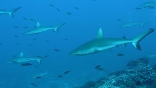 Shoal of sharks - Au milieu des requins en Polynésie (HD)