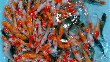 Cá Koi mini F1 chỉ 1Ok/ 1 bé | liên hệ sđt/zalo: 0862008085 để xem cá và đặt hàng.xin cám ơn