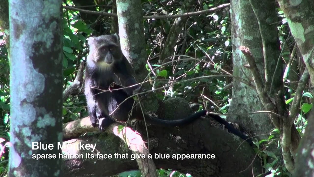 Arusha National Park, Tanzania