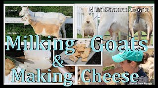 Making Goat cheese & Milking goats! #goat  #goatcheese #cheese  #milkgoats #farming #animals #kids