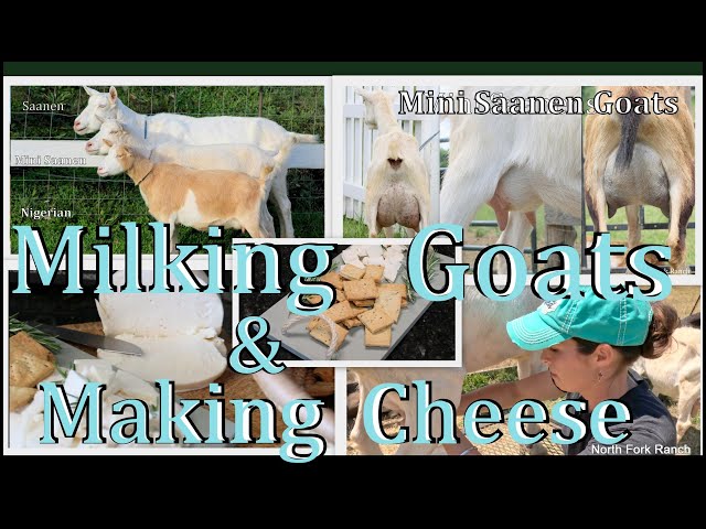 Making Goat cheese & Milking goats! #goat  #goatcheese #cheese  #milkgoats #farming #animals #kids class=