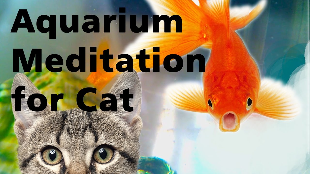 For Cats. Aquarium Meditation Music relaxing YouTube