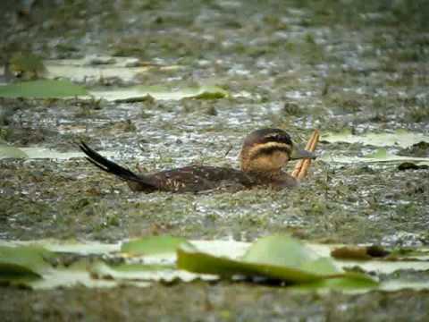 Masked Duck (Nomonyx dominicus)_D.Ascanio.mp4