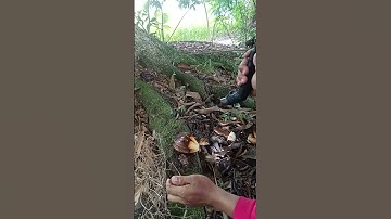 nipa palm                      #shortvideo#fyp