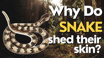 Why Do Snakes Shed Their Skin? Unraveling the Secrets of Snake Shedding