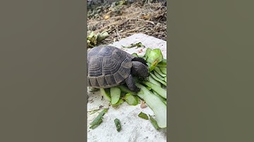Turtle vs. Cucumber 🐢🥒 Who Wins?