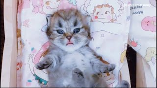 Baby Cats Collection，Cute and Funny❤️❤️ #funny #cat #cute #funnyvideo #kitten