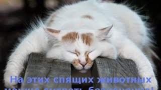 Сон животных - это самое умилительное зрелище! © Pandda.me Сон животных - это самое умилительное зрелище! © Pandda.me