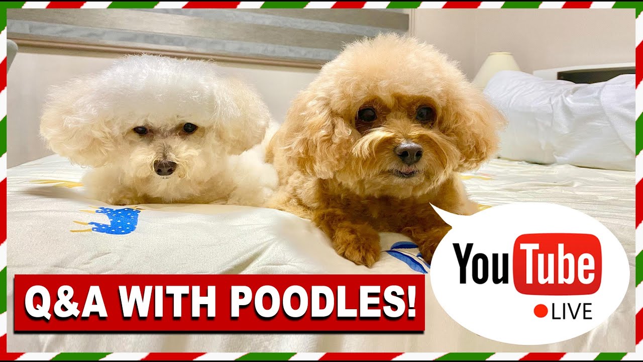 Are Toy Poodles High Maintenance