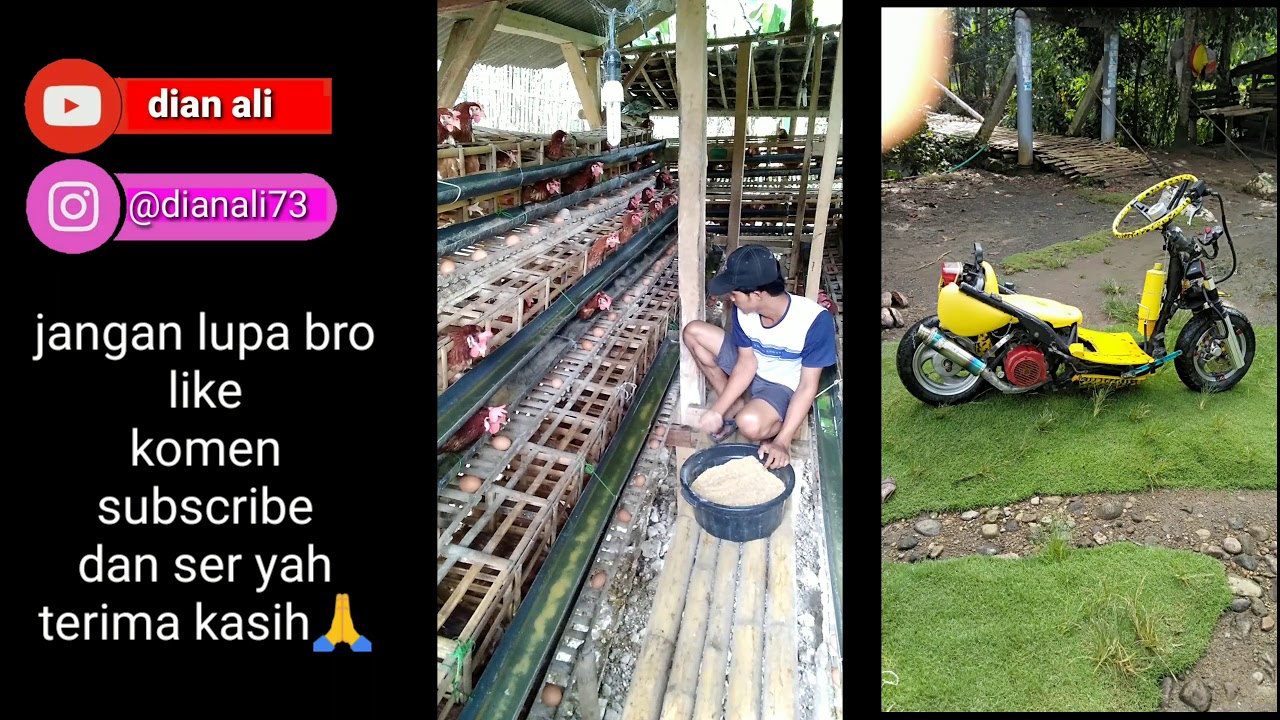 Kasih makan ternak ayam petelor. 