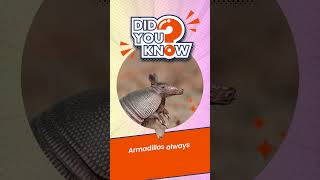 Fun Fact 3 Mindblowing Fun Facts Crows Armadillos And Pringles motivation education