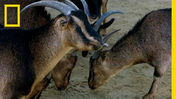 Why do goats tilt their heads? (2023)
