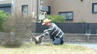 Unskilled Gardener at the Old Japanese Farm House!