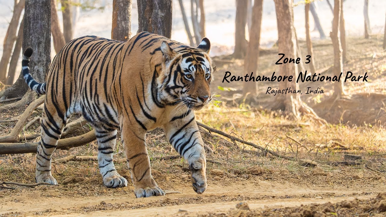 Ranthambore National Park - Zone 3 | Wildlife Tiger Safari Documentary | Fujifilm XH2 | 4K