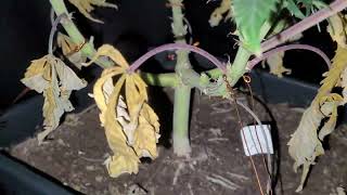 Big Buddha cheese week 8 flower harvest