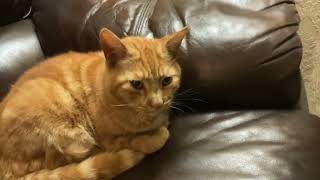 Ernies First Time Without Ai