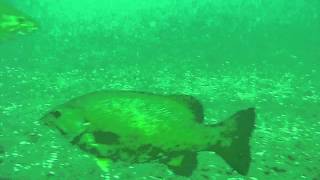 Achigans.avi