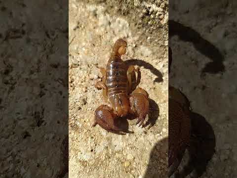 سلامه شحال ديال سم العقارب صياد اكسبلور 