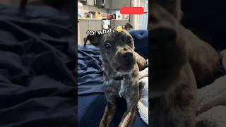 Celebrity When Your Dog Talks Back… 😳🐶 (You Won’t Believe This! #funny Net Worth