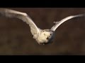 Master of the Sky: Owl Vs Wolf  | Super Powered Owls | BBC
