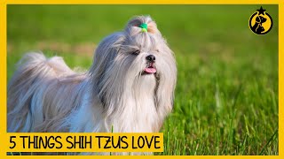 5 Things Shih Tzus Love (#2 Might Surprise You)