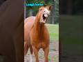 funny horse #funny #dontlaught #comedyshorts #memes #shorts #short #animals