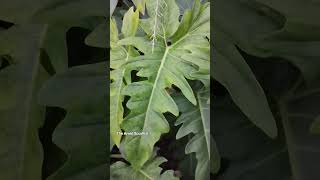 Philodendron Minarum (Lime Fiddle)