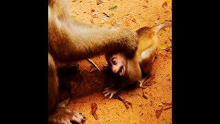 P2 Baby Weeping On Land After Mama End Feeding